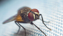 Close Up Image Of A Common House Fly Sitting On A Piece Of Cloth With Blurred Background And Selective Focus