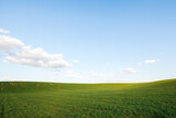 Fototapeta Do pokoju - Green field, spring background with fresh green grass and blue sky