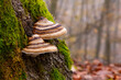 Fomitopsis pinicola, is a stem decay fungus common on softwood and hardwood trees. Its conk (fruit body) is known as the red-belted conk. Two lined caps on a mossy tree in Palatinate forest, Germany.