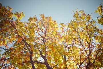 Poster - Trees in a park