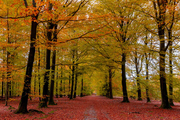 Wall Mural - Gravel or soil path in the wood with colourful yellow orange leaves on the tree, Forest in autumn season with soft sunlight shining through the tree and brown leafs on the ground, Nature background.