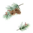 © ElenaMedvedeva - Watercolor vector Christmas arrangement with cones and pine branch.