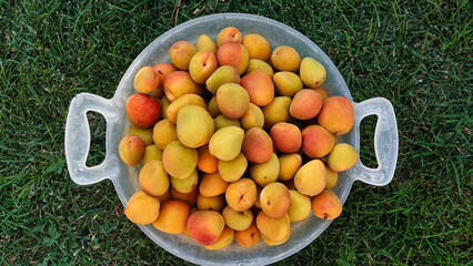 Wall Mural - Freshly harvested fresh ripe apricot sweet fruits gathered in a plastic basket waiting to be eaten