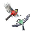 Bird red green set a watercolor illustration 