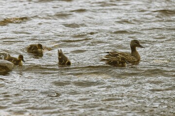 Sticker - Mallard ducklings following their mother duck in the water, beautiful evening scene