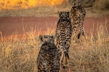 Wall Mural - Group of beautiful wild spotted cheetahs walking on a rural field in Namibia