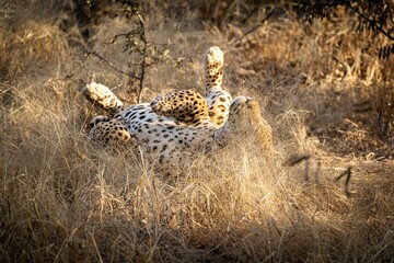 Wall Mural - Large spotted cheetah laying around on its back on a field in Namibia