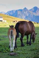 Poster - Vertical closeup of the mare with foal grazing in the pasture.