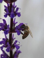 Wall Mural - Closeup shot of a bee pollinating on a purple flower