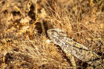 Poster - Top view of a Namaqua chameleon in a desert in Namibia, Africa, in the yellow grass, on a sunny day