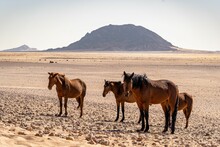Group Of Feral Horses In Desert In Luderitz Namibia With Mountains In The Background On A Sunny Day