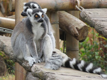 A Ring-tailed Lemur Crossing A Bridge