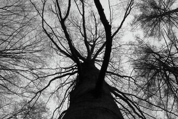 Low angle greyscale shot of a tall dry tree