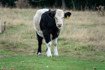 Poster - close up portrait of a black and white calf