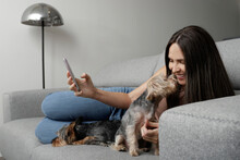 Woman Resting On Couch And Using Smartphone Near Cute Purebred Dogs