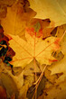 Texture of yellow autumn maple leaves