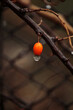 orange fruit on tree