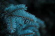 Blue spruce branches on a black background