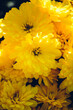 Bouquet of yellow chrysanthemums on a black background