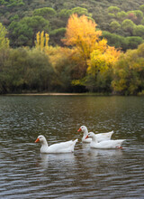 White Ducks On A Lake In Autumn