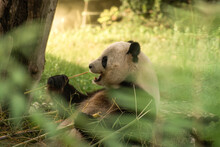 Panda Bear Eating Next To A Tree