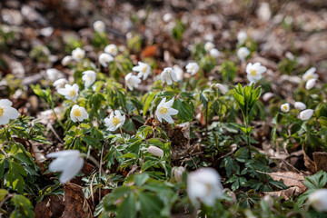 Wall Mural - white flowers in the middle of the forest in spring among plants