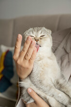 Cat Licking Hand Of Woman