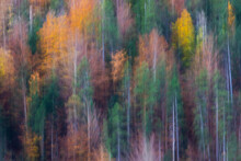 Blurred Autumn Trees In Forest
