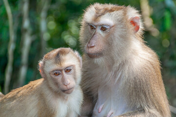 Wall Mural - Brown Macaques monkey sitting on the ground