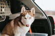 husky siberian dog. portrait cute white brown mammal animal pet of one year old with blue eyes sitting in the trunk of a car ready to travel