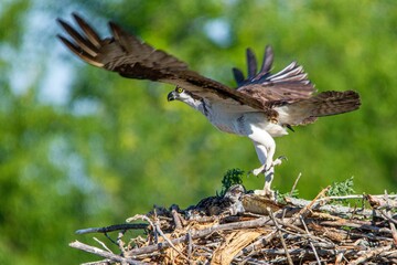 Sticker - Flying osprey (Pandion haliaetus) bringing a fish for its hatchlings in the nest