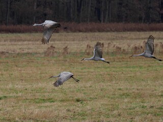 Wall Mural - Closeup of flying sandhill cranes stopping on a field to rest