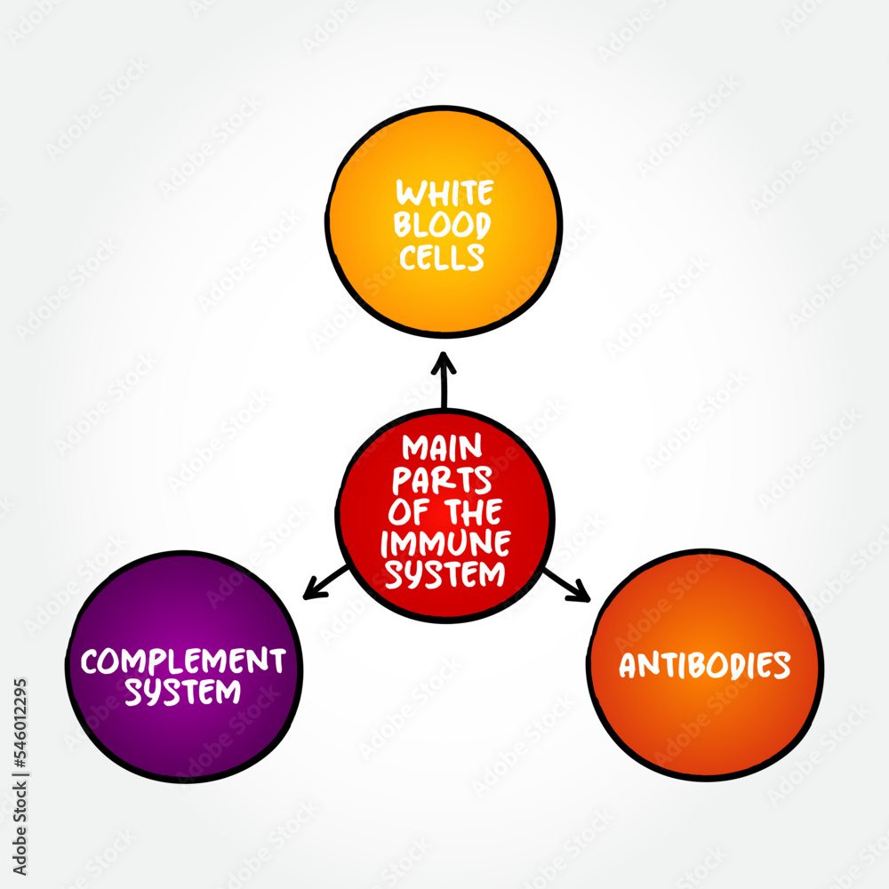 Main parts of the immune system mind map text concept for presentations and reports