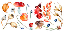Set Of Colorful Autumn Leaves And Mushrooms Watercolor Illustration Isolated On White.