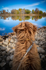 cute puppy cavapoo in nature