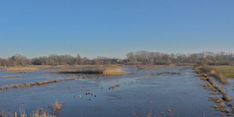 Wall Mural - Marshland on a beautiful winter day  in Bourgoyen nature reserve, Ghent, Flanders, Belgium