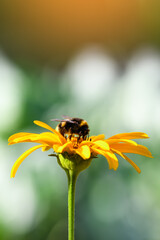 Wall Mural - Bumblebee. One large bumblebee sits on a yellow flower on a bright day. Macro horizontal photography