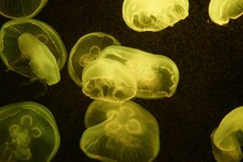 Yellow Jellyfish In An Aquarium