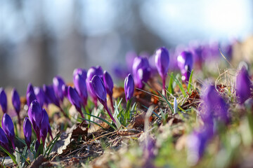 Sticker - Blooming plant Crocus