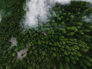 Canvas Print - Long asphalt road between lush green dense forests on a foggy day from a bird's eye view