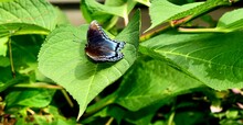Limenitis Arthemis Astyanax, Red-spotted Purple Butterfly, On Hydrangea Leaves