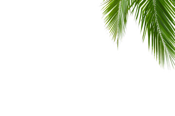 Natural green palm tree leaf isolated on white background png