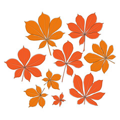Wall Mural - Set of vector chestnut leaf outline and coloured icon. Simple chestnut leaves illustration for logo. Realistic hand drawn leaves illustration set on white background.