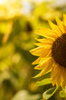 sunflower flowers in a field on a sunny day