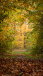 colorful autumn polish forests on a sunny day