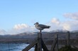 Closeup of seagull on a blue sky background