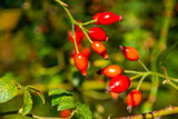 Fototapeta Tulipany - Rosehip bush with red berries