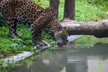 Closeup Shot Of A Jaguar Drinking Water From A Pond