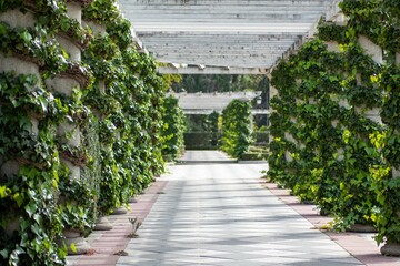 Poster - Special corridor in the Retiro Park.