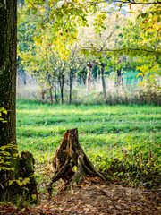 Wall Mural - Herbstliches Laub